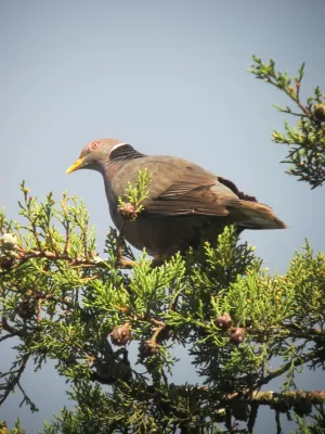 File:Patagioenas fasciata Paloma collareja Band-tailed Pigeon (7586638036).jpg