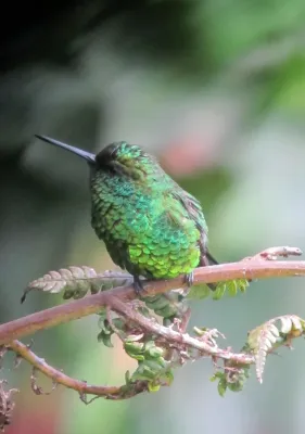 File:Chlorostilbon poortmani Esmeralda rabicorta Short-tailed Emerald (7570904766).jpg
