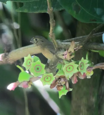 File:Sporophila funerea Arrocero piquigrueso Thick-billed Seed-Finch (7493896688).jpg