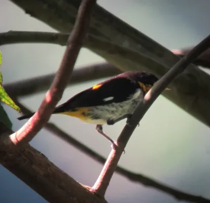 File:Hemithraupis flavicollis Pintasilgo culiamarillo Yellow-backed Tanager (male) (7493827342).jpg