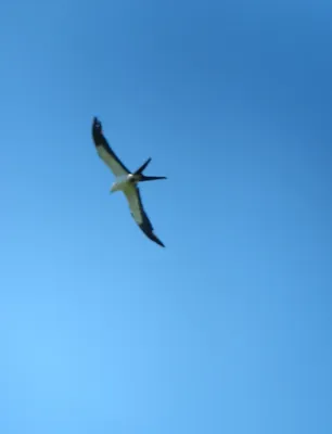 File:Elanoides forficatus Aguililla tijereta Swallow-tailed Kite (7491284074).jpg