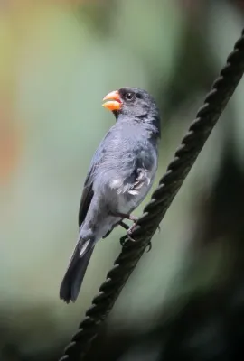 File:Sporophila intermedia Espiguero gris Grey Seedeater (7468059856).jpg