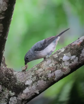 File:Tangara inornata Tángara ceniciento Plain-coloured Tanager (7422210558).jpg