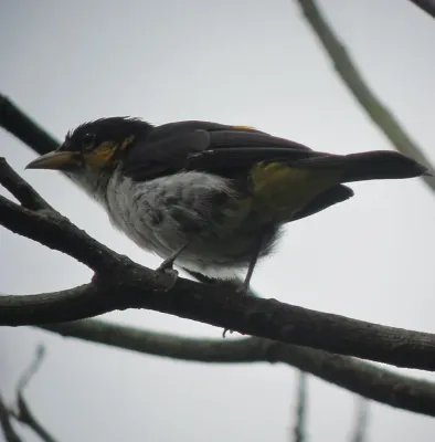 File:Hemithraupis flavicollis Pintasilgo culiamarillo Yellow-backed Tanager (male) (7422259154).jpg