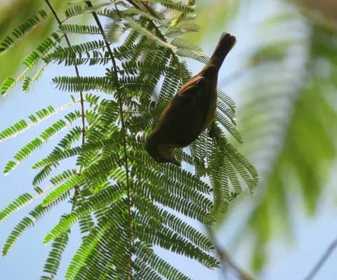 File:Dacnis lineata Dacnis carinegra Black-faced Dacnis (female) (7422150074).jpg