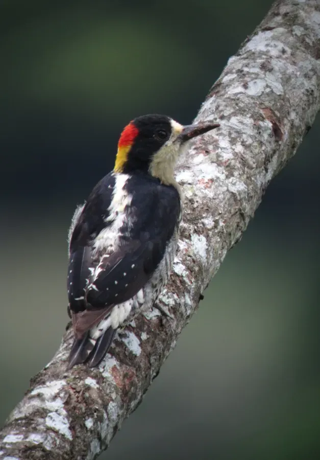 File:Melanerpes pulcher Carpintero bonito Beautiful Woodpecker (7421797964).jpg