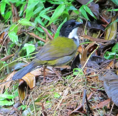 File:Arremon atricapillus Gorrión montés listado Black-headed Brush-Finch (7382024156).jpg