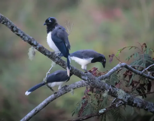 File:Cyanocorax affinis Carriquí pechiblanco Black-chested Jay (7381996204).jpg