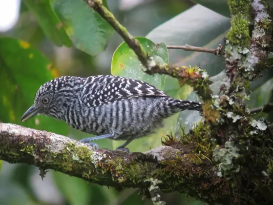 File:Thamnophilus multistriatus Batará carcajada Bar-crested Antshrike (7278713812).jpg