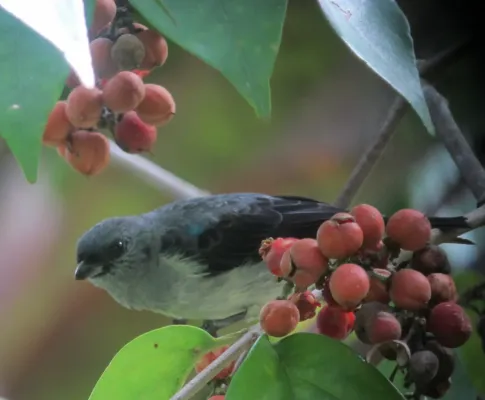 File:Tangara inornata Tángara ceniciento Plain-coloured Tanager (7278713208).jpg