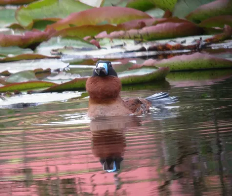File:Nomonyx dominicus Pato enmascarado Masked Duck (10715924796).jpg