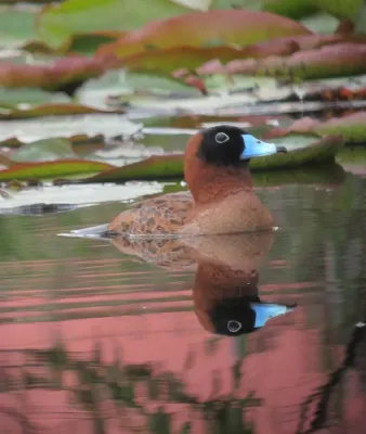 File:Nomonyx dominicus Pato enmascarado Masked Duck (10713184555).jpg