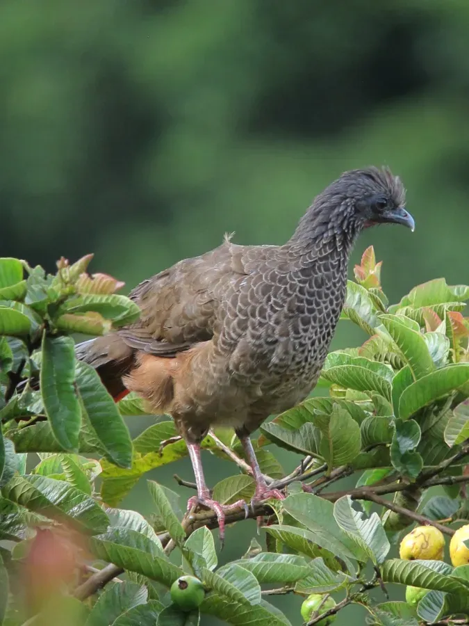 File:Ortalis columbiana Guacharaca colombiana Colombian Chachalaca (10695431446).jpg