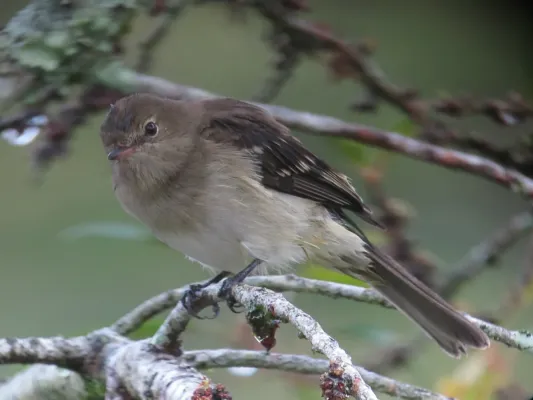 File:Elaenia frantzii Elaenia montañera Mountain Elaenia (10678388114).jpg