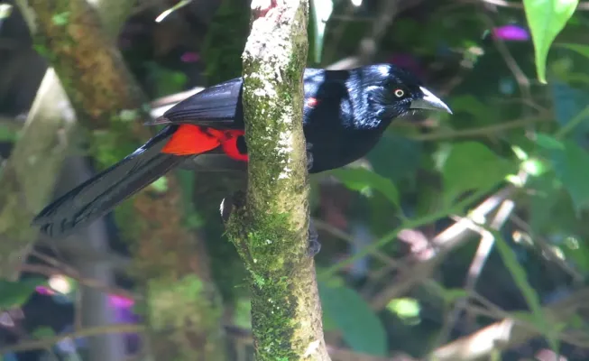 File:Hypopyrrhus pyrohypogaster Cacique candela Red-bellied Grackle (10379615416).jpg
