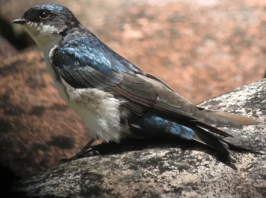 File:Pygochelidon cyanoleuca Golondrina blanquiazul Blue-and-White Swallow (10327980463).jpg