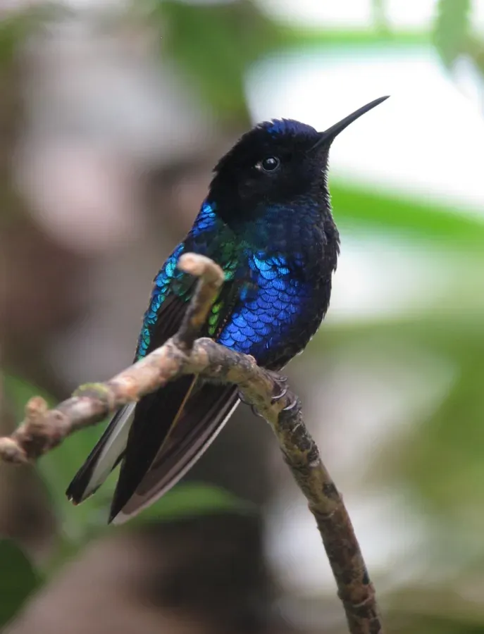 File:Boissonneaua jardini Colibrí sietecolores Velvet-purple Coronet (10302066655).jpg