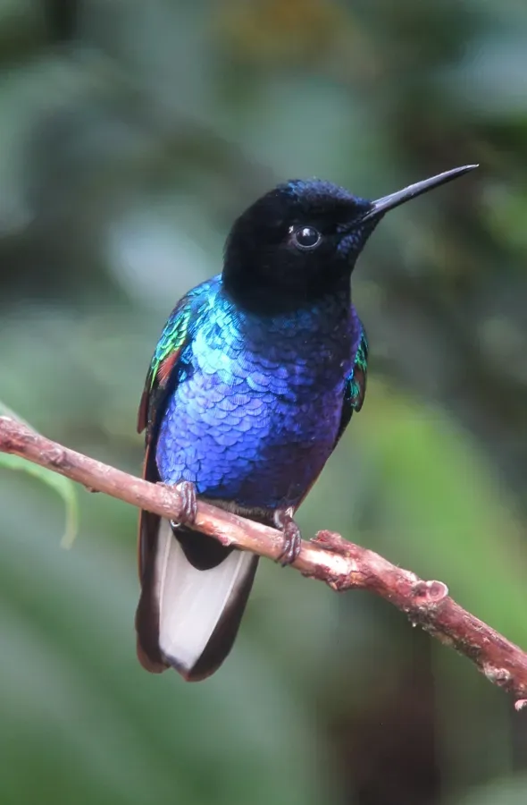 File:Boissonneaua jardini Colibrí sietecolores Velvet-purple Coronet (10302002513).jpg