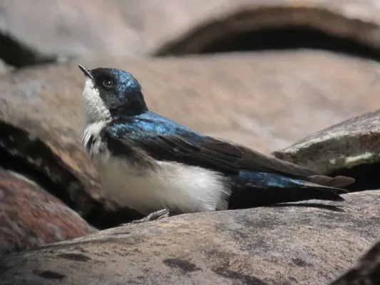 File:Pygochelidon cyanoleuca Golondrina blanquiazul Blue-and-White Swallow (10198995613).jpg