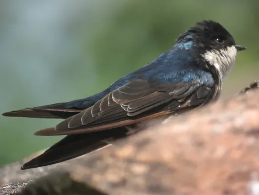 File:Pygochelidon cyanoleuca Golondrina blanquiazul Blue-and-White Swallow (10198806414).jpg