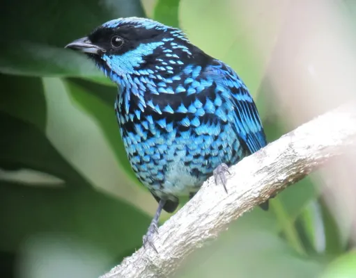 File:Tangara nigroviridis Tángara berlina Beryl-spangled Tanager (10073143686).jpg