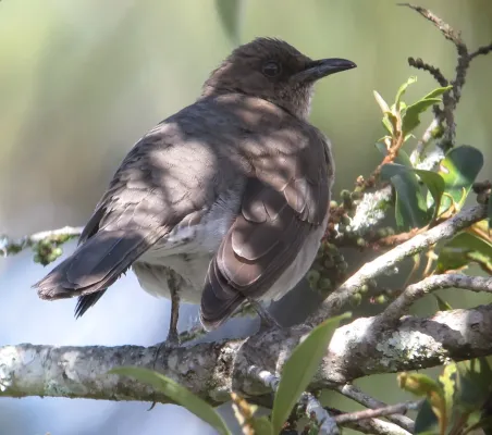File:Turdus ignobilis Mirla embarradora Black-Billed Thrush (9596724869).jpg
