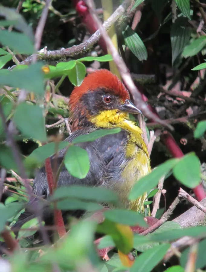 File:Atlapetes latinuchus Gorrión montés cabecirrufo Yellow-breasted Brush-Finch (9157092861).jpg