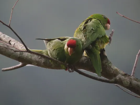 File:Psittacara wagleri Perico frentirrojo Scarlet-fronted Parakeet (9155503908).jpg