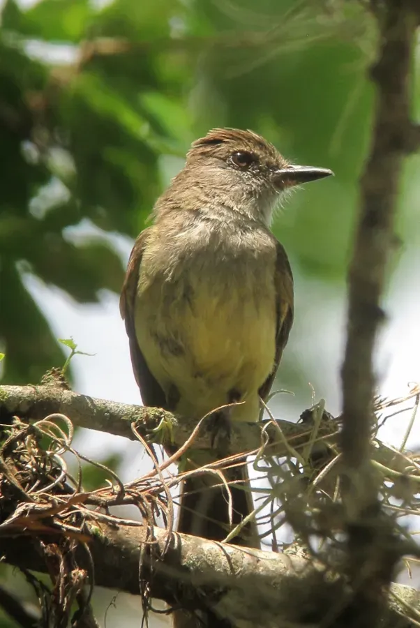 File:Myiarchus tyrannulus Atrapamoscas crestipardo Brown-crested Flycatcher (9125821983).jpg