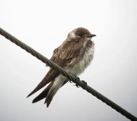 File:Progne tapera Golondrina sabanera Brown-chested Martin (9108067223).jpg