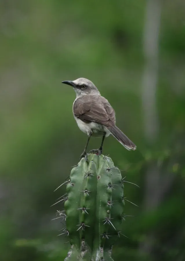 File:Mimus gilvus Sinsonte Tropical Mockingbird (9094166307).jpg
