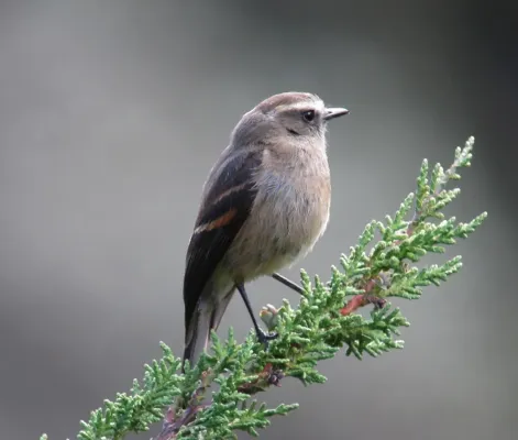 File:Ochthoeca fumicolor Pitajo ahumado Brown-backed Chat-Tyrant (9088676216).jpg
