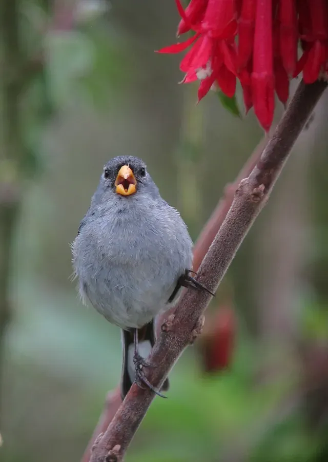 File:Catamenia analis Semillero coliblanco Band-tailed Seedeater (9069498705).jpg