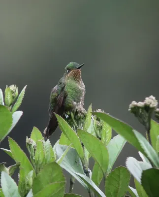 File:Metallura williami Metalura verde Viridian Metaltail (9053645242).jpg