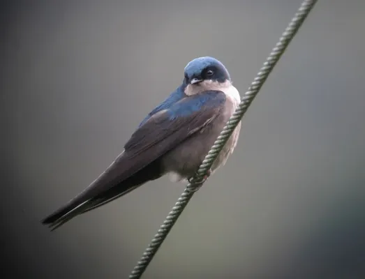 File:Orochelidon murina Golondrina plomiza Brown-bellied Swallow (9043821286).jpg