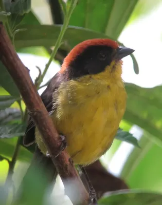File:Atlapetes latinuchus Gorrión montés cabecirrufo Yellow-breasted Brush-Finch (8995013295).jpg