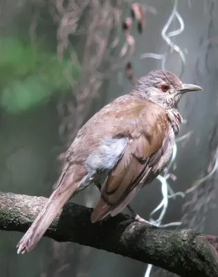 File:Turdus leucomelas Mirla buchiblanca Pale-breasted Thrush (8941489029).jpg