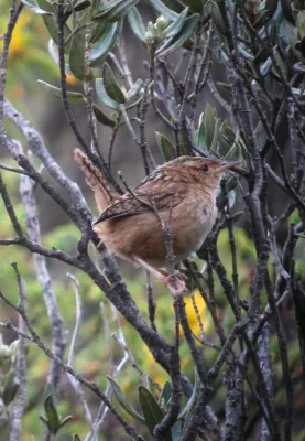 File:Cistothorus platensis Cucarachero paramuno Grass Wren (8940956367).jpg