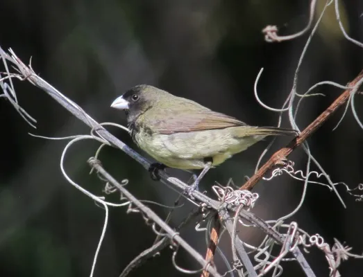 File:Sporophila nigricollis Espiguero capuchino Yellow-bellied Seedeater (8935610705).jpg