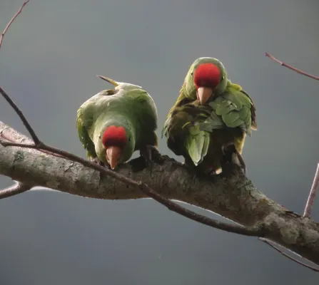 File:Psittacara wagleri Perico frentirrojo Scarlet-fronted Parakeet (8936139806).jpg