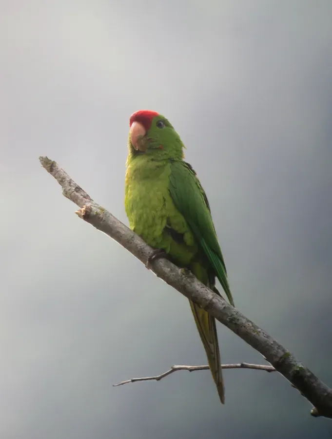 File:Psittacara wagleri Perico frentirrojo Scarlet-fronted Parakeet (8882571293).jpg