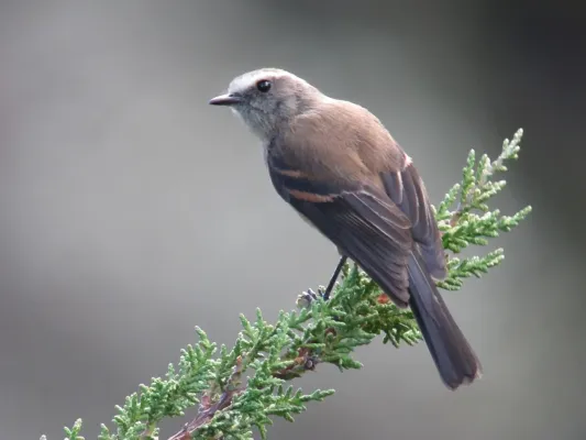 File:Ochthoeca fumicolor Pitajo ahumado Brown-backed Chat-Tyrant (8771908963).jpg