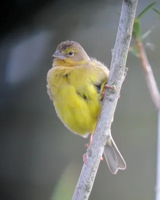 File:Sicalis luteola Canario sabanero Grassland Yellow-Finch (8743142618).jpg