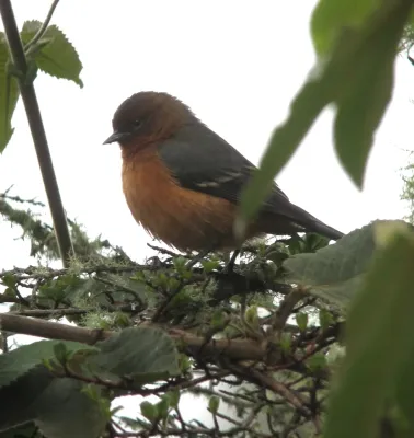 File:Conirostrum rufum Conirrostro rufo Rufous-browed Conebill (8743144426).jpg