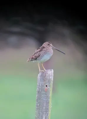File:Gallinago nobilis Becasina paramuna Noble Snipe (8743053130).jpg
