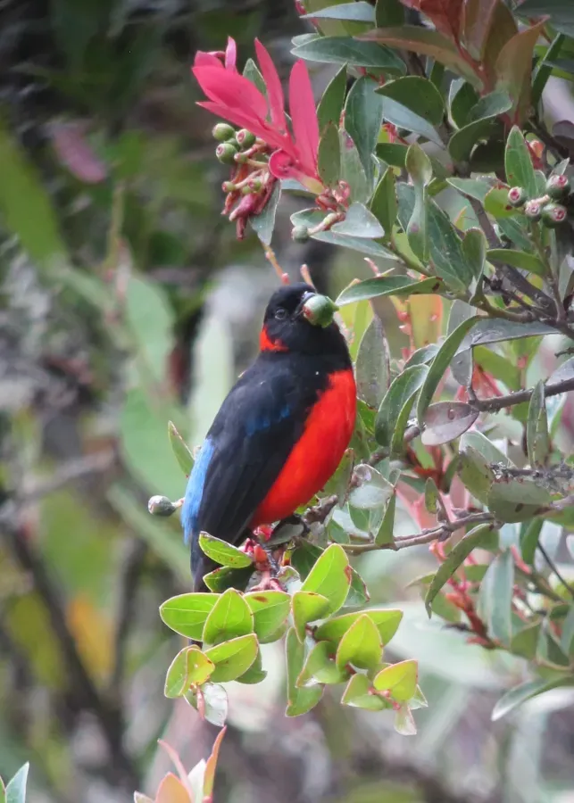 File:Anisognathus igniventris Tangara escarlata Scarlet-bellied Mountain-Tanager (8743054266).jpg