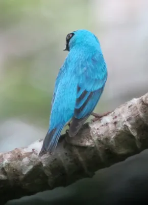 File:Tersina viridis Azulejo golondrina Swallow Tanager (male) (6556003095).jpg