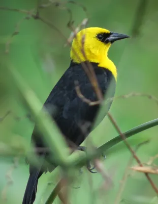 File:Chrysomus icterocephalus Monjita cabeciamarilla Yellow-hooded Blackbird (7876060466).jpg