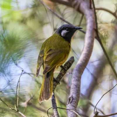 File:White-eared honeyeater (Nesoptilotis leucotis), Royal National Park NSW Aug 2021.jpg