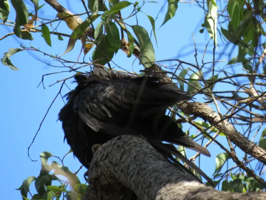 File:Baudin's black cockatoo (Zanda baudinii) at Lane Poole Reserve, January 2022 05.jpg